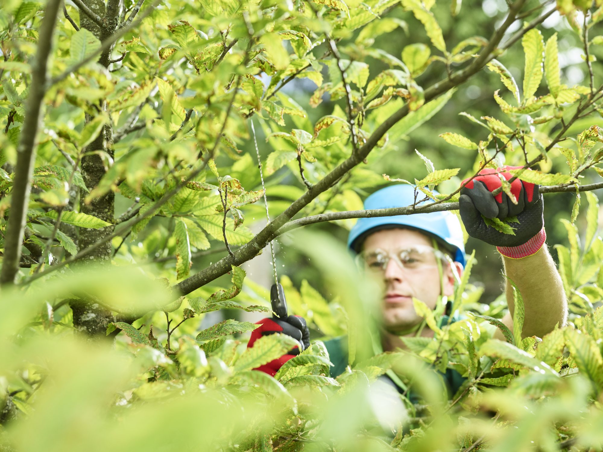 Top 7 Essential Tree Care Tips Every Homeowner Should Know